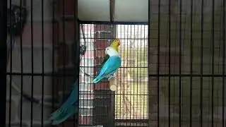 Opaline lovebirds