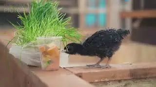 TheThirsty Crow