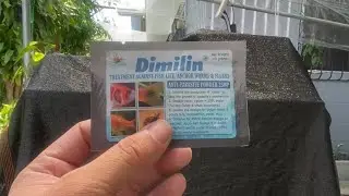 How to treat goldfish ANCHOR WORM, FUNGUS, & PARASITE? 🤔