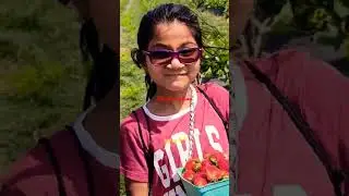 strawberry picking from farm #shorts #strawberry #farm #farming