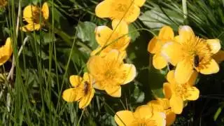 Franz Schubert ~ Serenade ~ Piano played by Lang Lang