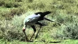 Secretary Bird Killing Puff Adder