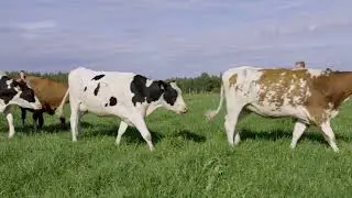 JN Meat Freygaard Beef