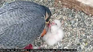 4-24-24 Lunchtime for the chicks. Fourth chick fully emerged!
