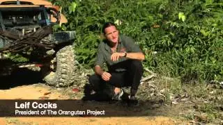 The International Tiger Project