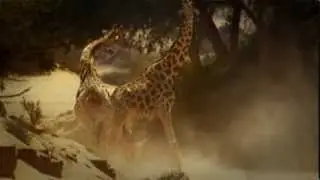 AFRICA ''Carpe Diem'' - The Arrival Of The Birds