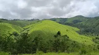 vagamon Pine valley beauty.... natures touch... Amazing kerala(3)