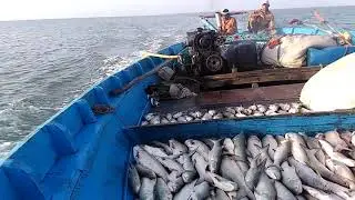 Fishermen Caught a Bulk of Salmon Fish | Rawans Machli | Ibrahim Hyderi