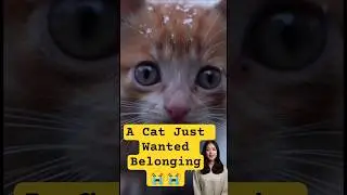 A Cat Just Wanted Belonging 😭😭 #sadcat #viral #shorts