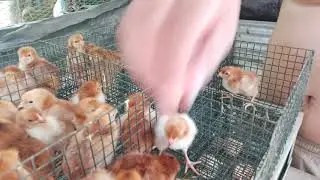 B1B1+IB vaccination,day old chicks vaccine freerange chicken backyard farm,heritage chicken rir