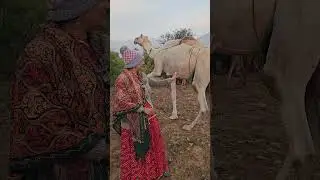 The life of Marwari society is strange, Rajasthani Culture
