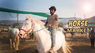 Going for Horse Shopping in Pushkar Mela 2025 , India | Naseer Hussain Vlogs