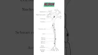 Neuron Diagram | Biology Neuron diagram | Diagram of Neuron Biology class 10th
