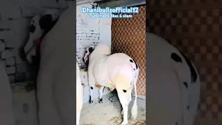 MashaAllah White Big Beauty Dhani Bull 😍😍#fatehjangibull#dhanibull#domail#shortvideo#animal#cow#bull