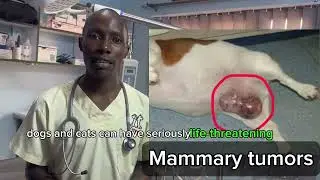 Is there a safe birth control pill or injection for my pet?