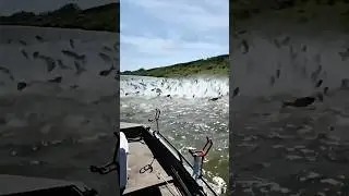 The phenomenon of fish jumping on the boat