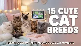 15 Cat Breeds Living Their Best Life 🐱 | Cute Cat TV, ASMR & Relaxing Cat Moments (Long Video)