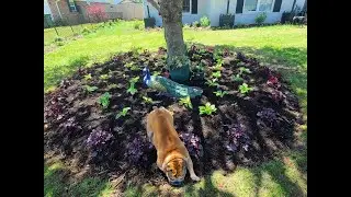 Planting Hostas and Heuchera or Coral Bells in the New Peacock Garden