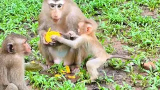 So Smart !! The Little Baby Monkey Request His Mother To Eat Ripe Mangoes
