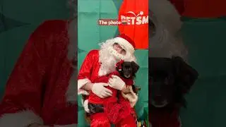 The moment vs. the photo: Photos with Santa edition! 🎅📸✨#PetSmart #Santa #MomentvsPhoto