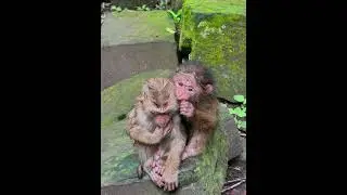 Sep-09-25 Monkey Discovery Newborn, Baby , abandoned monkey 008 #monkey #wildlife #Lynx