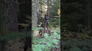 Czech line German shepherd working dog. #puppy #czechshepherd #germanshepherd #gsd #k9