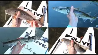 Рыболовная поездка в залив Бискейн [Рыбалка с морским окунем, морской форелью и барракудами]