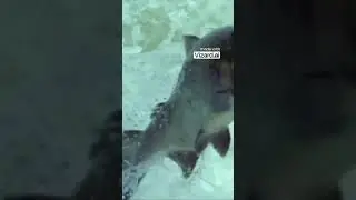 #life #shorts #shortvideo #short #рекомендации #топ #тренды #жизнь #animals #planet #fish #рыба