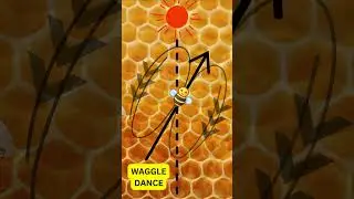 Dance Of Honey Bees | Round Dance | Waggle Dance | BioQuest #biology #honeybee #apismellifera #apis