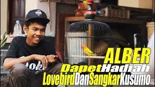 ALBER DAPET HADIAH LOVEBIRD Dan SANGKAR KUSUMO DARI H.SIGIT WMP