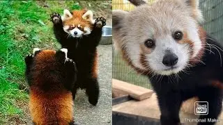 Funny Red Panda Compilation 7