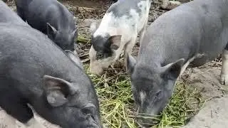 Wild animal pigs eat the natural food.