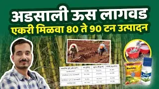 आडसाली ऊस व्यवस्थापन | adsali us lagwad | us lagwad mahiti marathi