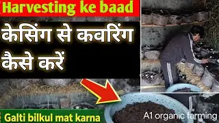 Harvesting ke Baad Casing Covering Kaise Kare? | Button Mushroom Farming Tips 