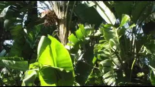 Swaying Palms by Rex Willis