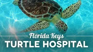 Wir nehmen dich mit ins Florida Keys Turtle Hospital