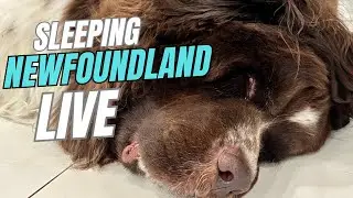 Boaz the Gentle Giant Newfoundland dog snores like a human!
