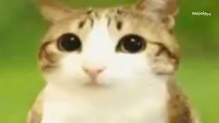 El gatito que todos amamos en internet 💗