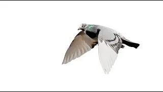 Novice to Pro Unveiling the Winning Strategies of Pigeon Racing Masters