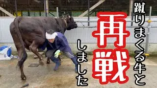 蹴りまくる牛と再戦しました