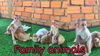 Today, family reunion​ #monkey #beautiful #love