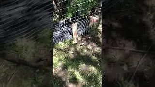 Puppy Obstacle Course 2