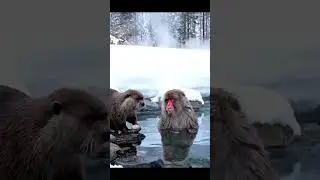 Otter&rsquo;s Clam Act in Front of Monkey 😂♻️ | 온천 원숭이 앞 수달의 조개쇼 😂♻️ |  温泉ザルの前で貝割りカワウソ 😂♻️LOOP ZOO #shorts