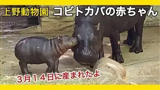 【上野動物園】コビトカバの赤ちゃんとナツメお母さん2025.4.17