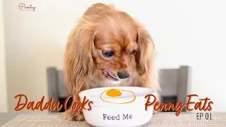 How To Cook Eggs For Dogs | Healthy Homemade Food Recipe 🍳😋 | Cavalier King Charles Spaniel