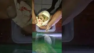 ada telur ular yg udah sobek #animals #retic #ularalbino #telurular