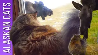 Cat and Moose: Stare Down