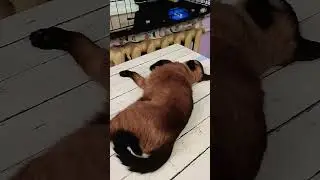Когда убрали всё что мешало ) #помощьбездомным #cat #cute #спасибозаподдержку