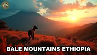 Bale Mountains Ethiopia | Sanetti Plateau, Ethiopian Wolf Habitat, Trekking & Panoramic Vistas AL