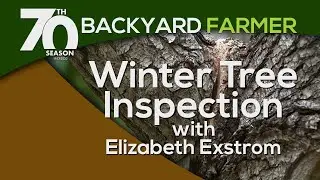 Winter Tree Inspection